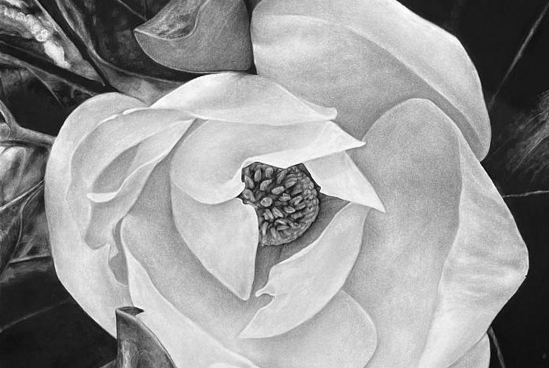 Magnolia (2021). Carbonilla sobre papel maruflado, 100 x 70 cm