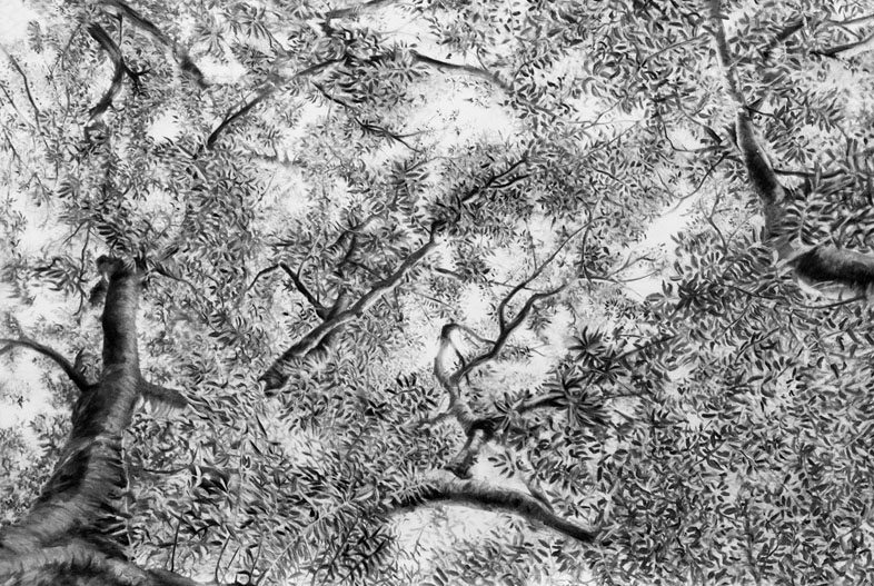 Mirar el cielo (2020). Carbonilla sobre papel maruflado, 100 x 140 cm