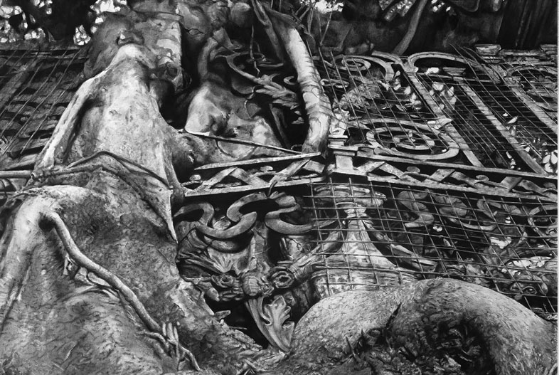 Gomero de la reja (2019). Carbonilla sobre papel maruflado, 200 x 140 cm