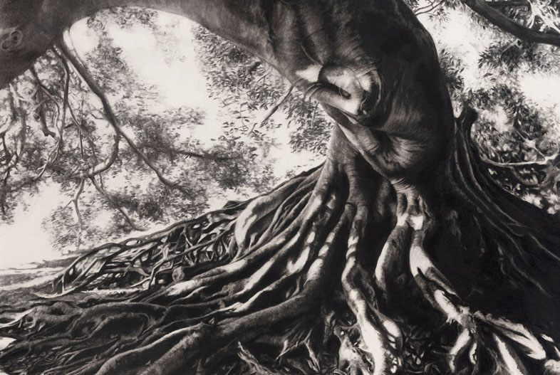 Portrait of gomero tree (2024). Charcoal on marouflage paper, 100 x 70 cm